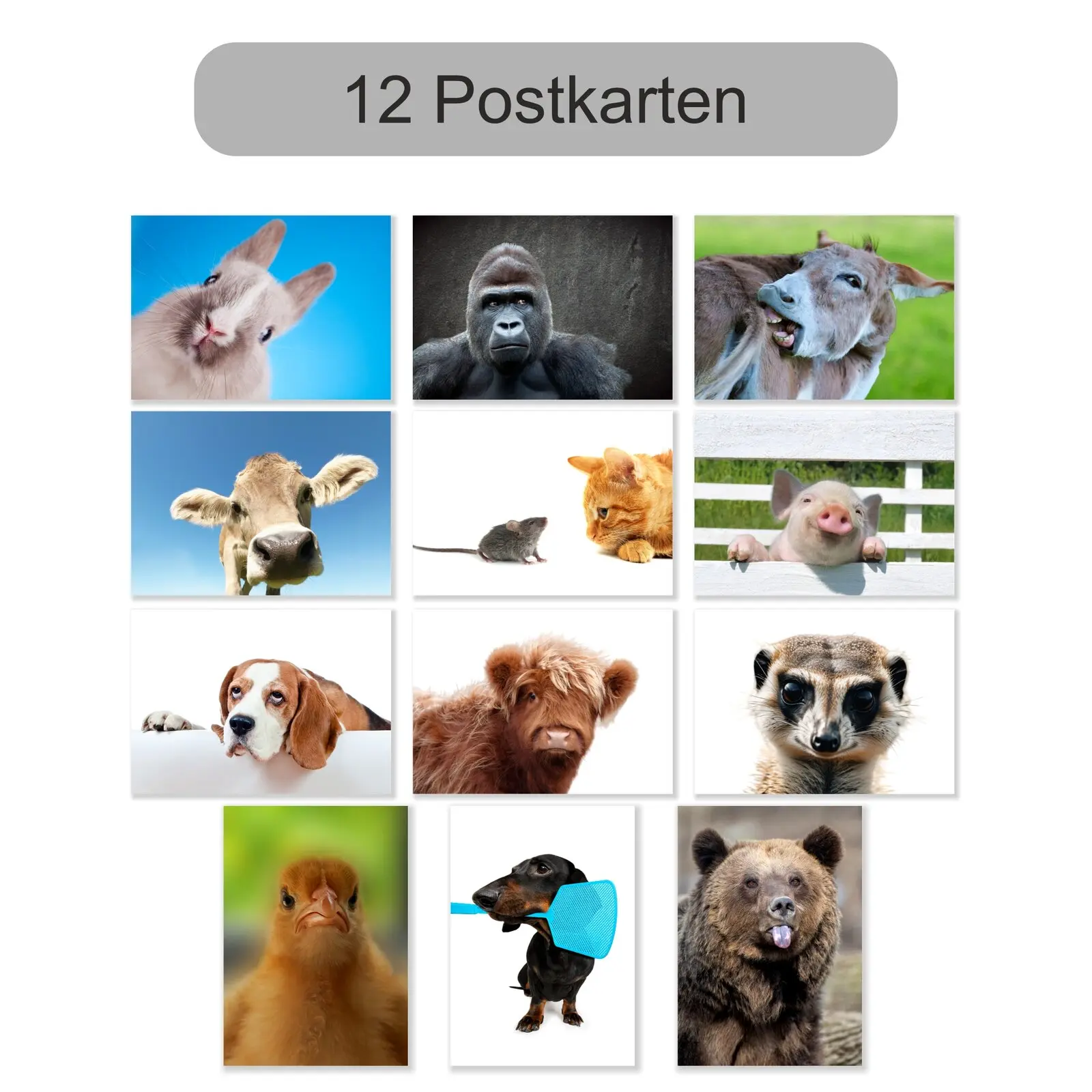 12 Postkarten mit lustigen witigen Tieren Hund, Kuh usw.