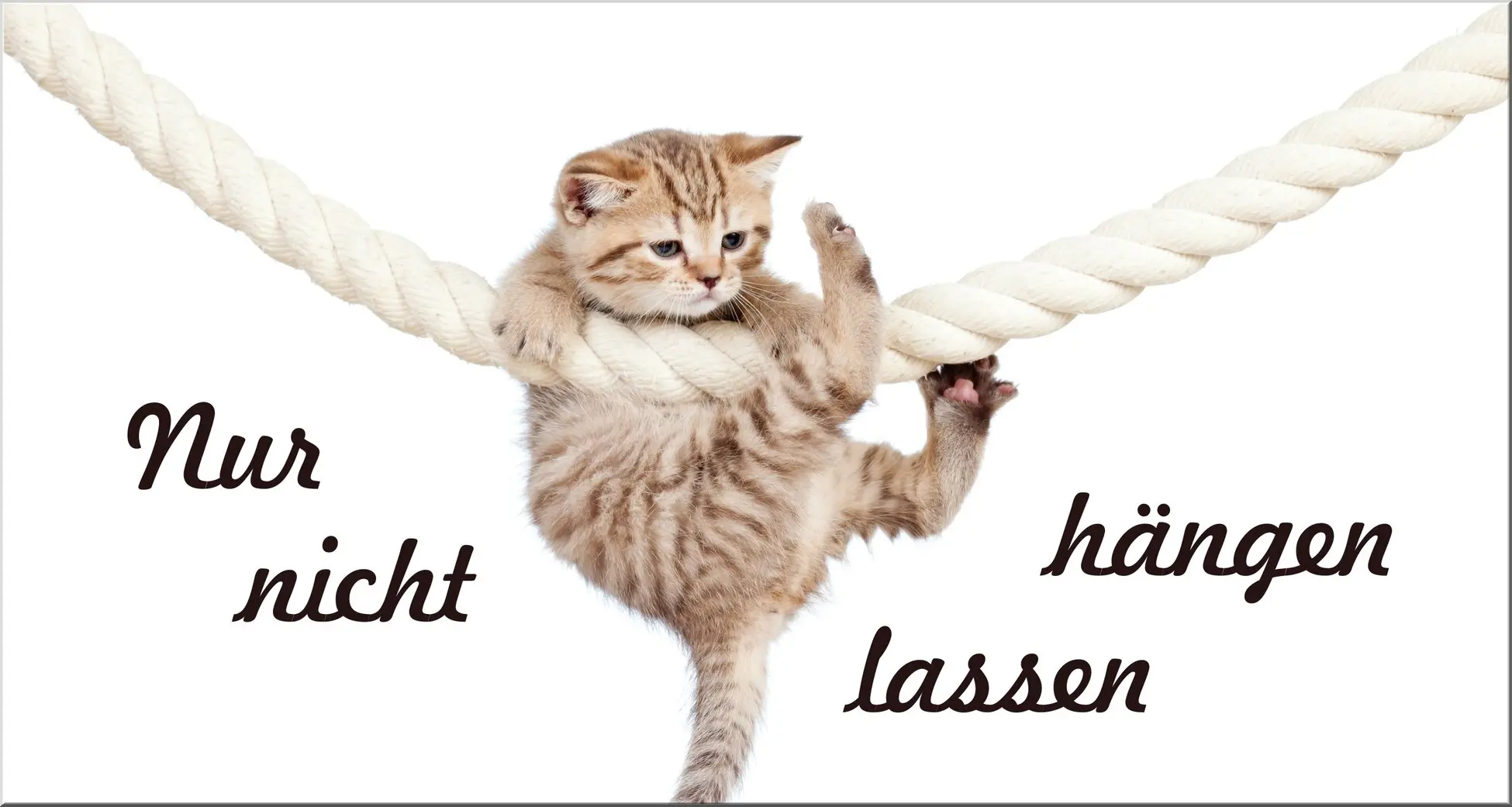 Katze hängt am Seil
